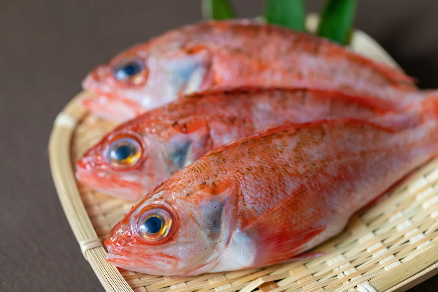 山口の海から届く旬の魚
